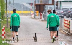 德甲重启时间未定，不莱梅球员训练途中心态轻松，路遇可爱小猫咪